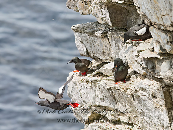 Cepphus grylle  BLACK GUILLEMOT 9035907z