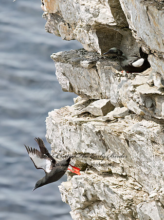 Cepphus grylle  BLACK GUILLEMOT 9035911z