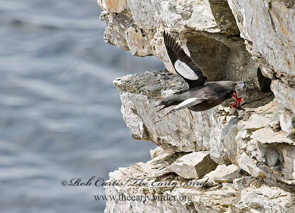 Cepphus grylle  BLACK GUILLEMOT 9035912z