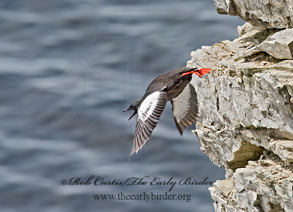 Cepphus grylle  BLACK GUILLEMOT 9035914z