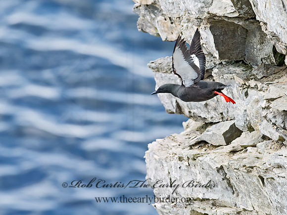 Cepphus grylle  BLACK GUILLEMOT 9035926z