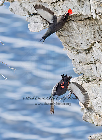 Cepphus grylle  BLACK GUILLEMOT 9035929z