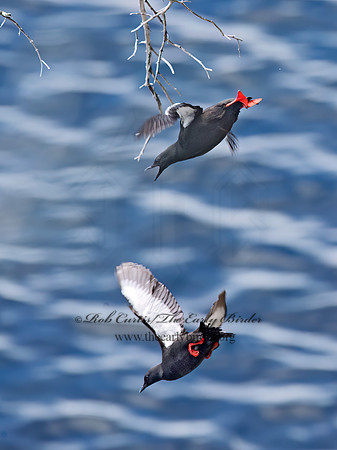 Cepphus grylle  BLACK GUILLEMOT 9035931z