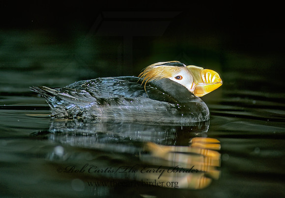 Fratercula cirrhata  TUFTED PUFFIN 221408z