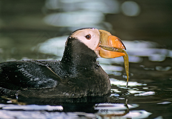 Fratercula cirrhata  TUFTED PUFFIN 221336z