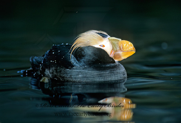 Fratercula cirrhata  TUFTED PUFFIN 221315z