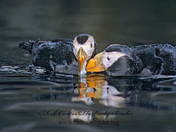Fratercula cirrhata  TUFTED PUFFIN 221335z