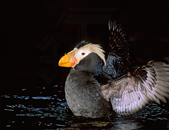 Fratercula cirrhata  TUFTED PUFFIN 221523z
