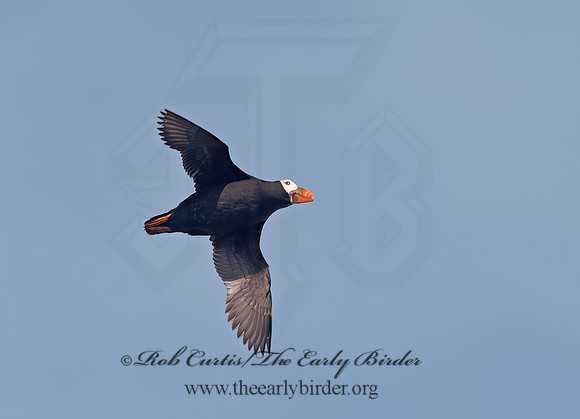 Fratercula cirrhata  TUFTED PUFFIN 9060648z