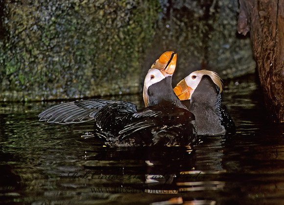 Fratercula cirrhata  TUFTED PUFFIN 221528z