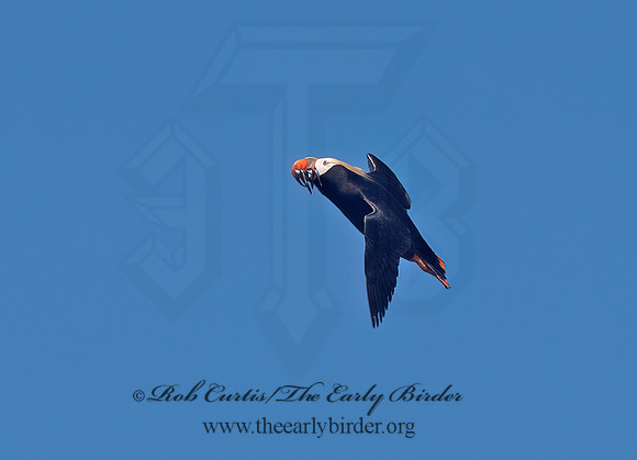 Fratercula cirrhata  TUFTED PUFFIN 9060679z