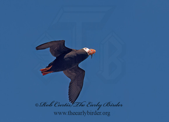 Fratercula cirrhata  TUFTED PUFFIN 9060697z