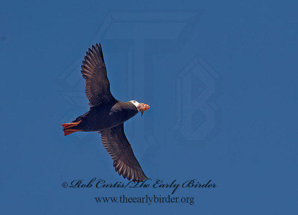 Fratercula cirrhata  TUFTED PUFFIN 9060699z