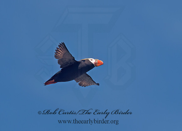 Fratercula cirrhata  TUFTED PUFFIN 9060704z