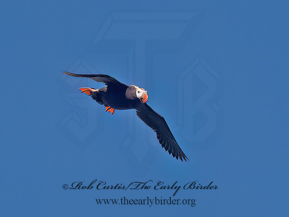 Fratercula cirrhata  TUFTED PUFFIN 9060740z