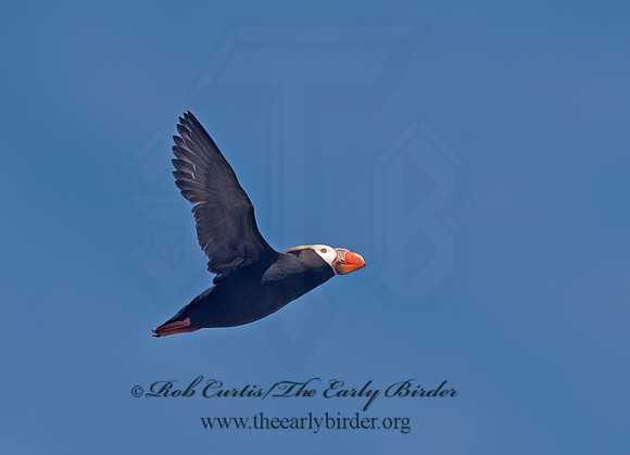 Fratercula cirrhata  TUFTED PUFFIN 9060705z