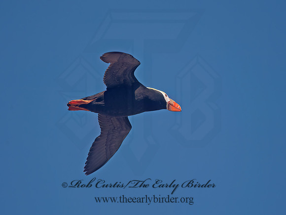 Fratercula cirrhata  TUFTED PUFFIN 9060744z