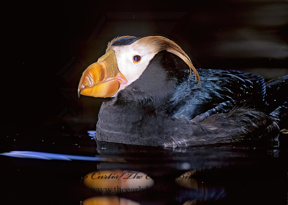Fratercula cirrhata  TUFTED PUFFIN 221409z