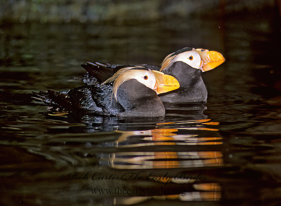 Fratercula cirrhata  TUFTED PUFFIN 221530z