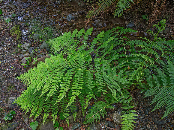 Arthyrium felix-femina  LADY FERN 9059206z