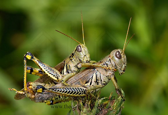 Melanoplus differentialis  DIFFERENTIAL GRASSHOPPER 6014569z