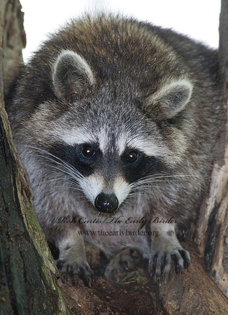 Procyon lotor  RACCOON 6005452 z