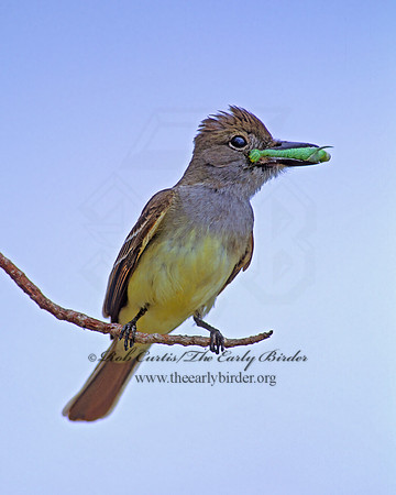 Myiarchus crinitus  GREAT CRESTED FLYCATCHER 251419z