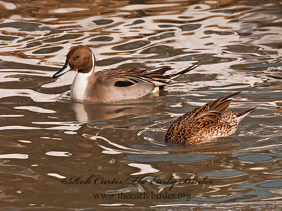 Anas acuta  NORTHERN PINTAIL 3000993-2z