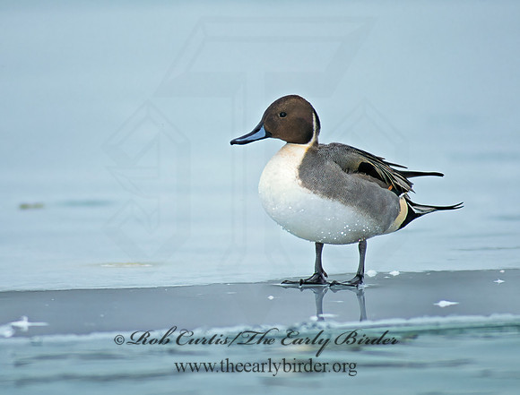 Anas acuta  NORTHERN PINTAIL 64817z