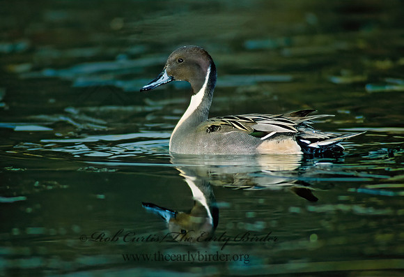 Anas acuta  NORTHERN PINTAIL 83713z