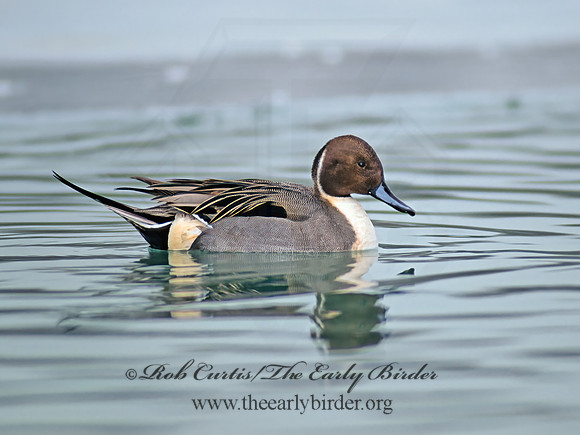 Anas acuta  NORTHERN PINTAIL 64834z