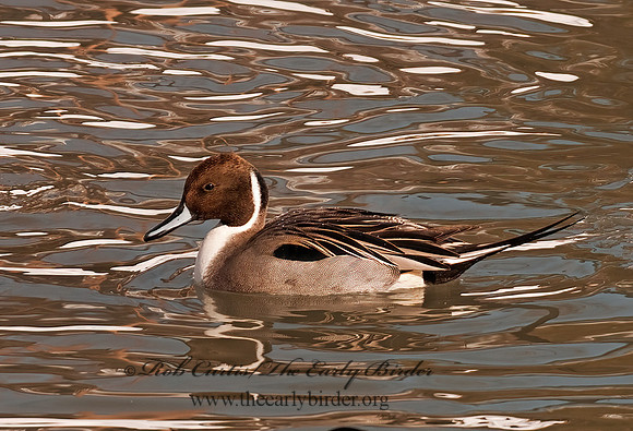 Anas acuta  NORTHERN PINTAIL 3000995z