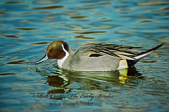 Anas acuta  NORTHERN PINTAIL 118934z