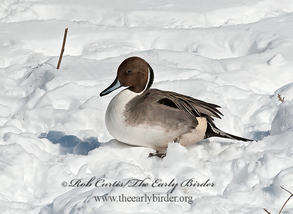 Anas acuta  NORTHERN PINTAIL 8021175z