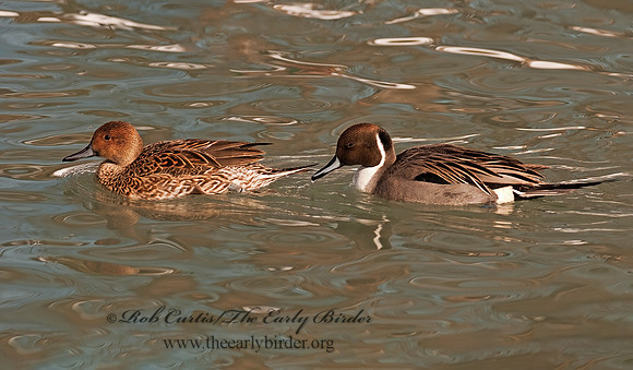 Anas acuta  NORTHERN PINTAIL 3001002z