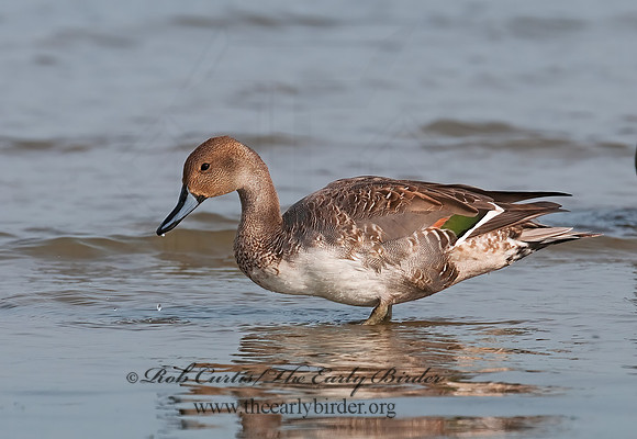 Anas acuta  NORTHERN PINTAIL 3004172z