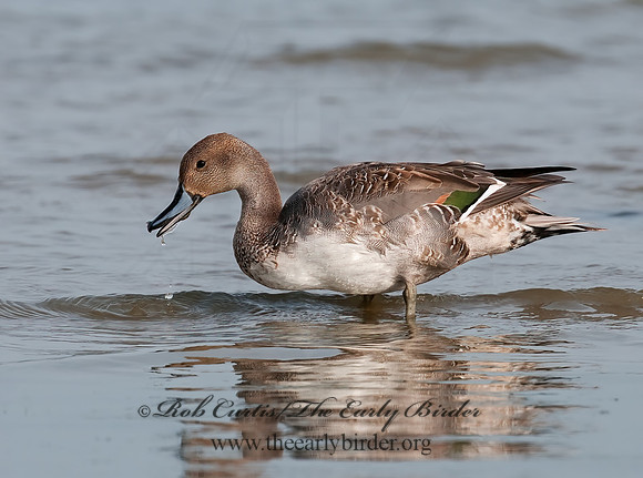 Anas acuta  NORTHERN PINTAIL 3004174z