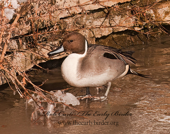 Anas acuta  NORTHERN PINTAIL 3000996z