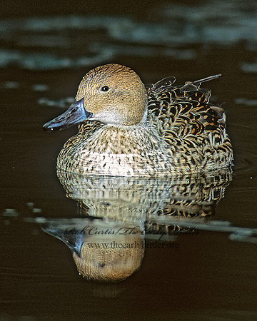 Anas acuta  NORTHERN PINTAIL 83531z