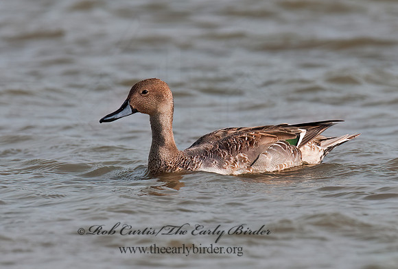 Anas acuta  NORTHERN PINTAIL 3004158z