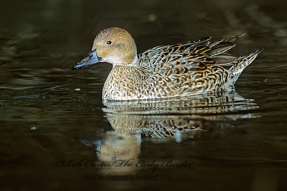 Anas acuta  NORTHERN PINTAIL 83528z