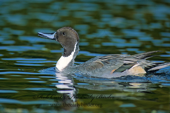 Anas acuta  NORTHERN PINTAIL 86011z