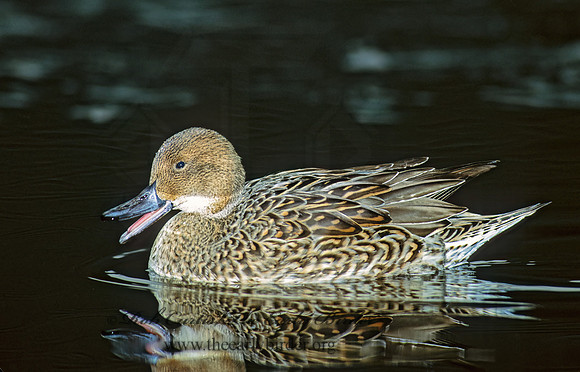 Anas acuta  NORTHERN PINTAIL 83527z