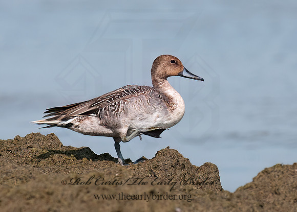 Anas acuta  NORTHERN PINTAIL 3004206z