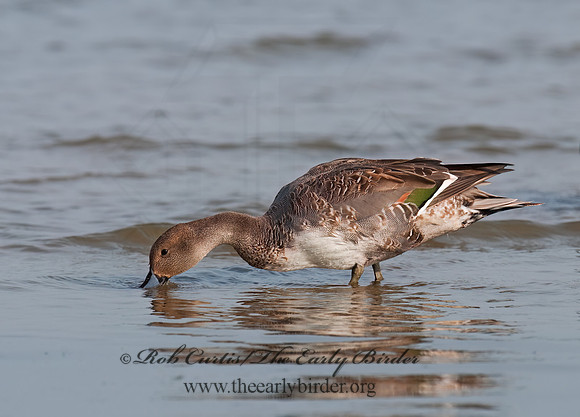 Anas acuta  NORTHERN PINTAIL 3004173z