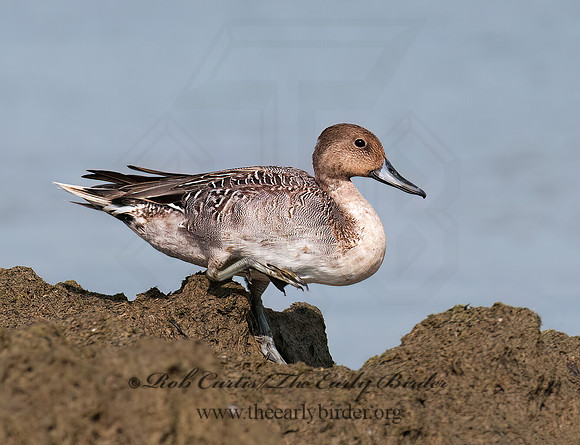 Anas acuta  NORTHERN PINTAIL 3004207z