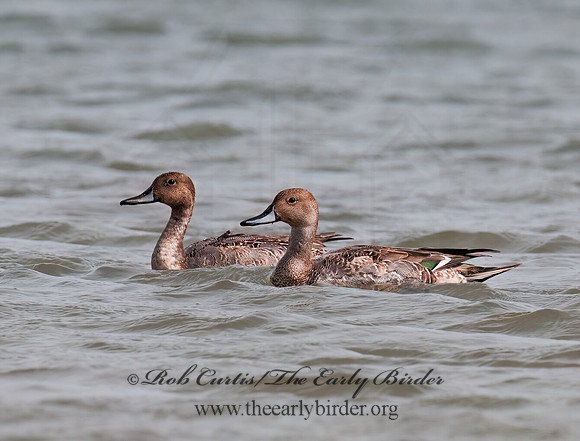 Anas acuta  NORTHERN PINTAIL 3004222z