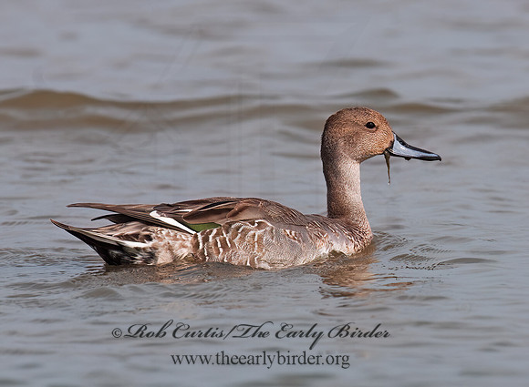 Anas acuta  NORTHERN PINTAIL 3004220z