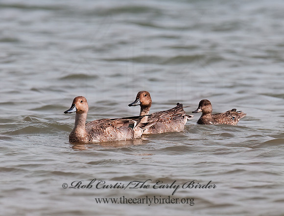 Anas acuta  NORTHERN PINTAIL 3004223z