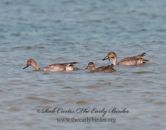 Anas acuta  NORTHERN PINTAIL 3004226z